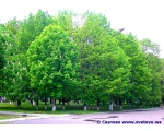 Фото красивых деревьев возле "РДК" Сватово.